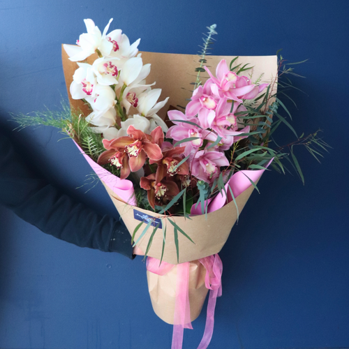 BEST BUY | Classy Cymbidium