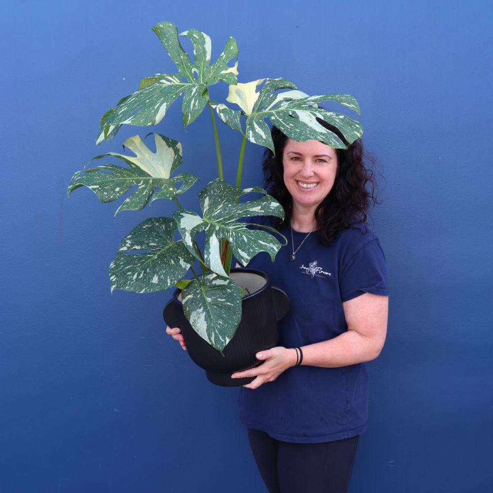 Plant | Monstera Thai Constellation
