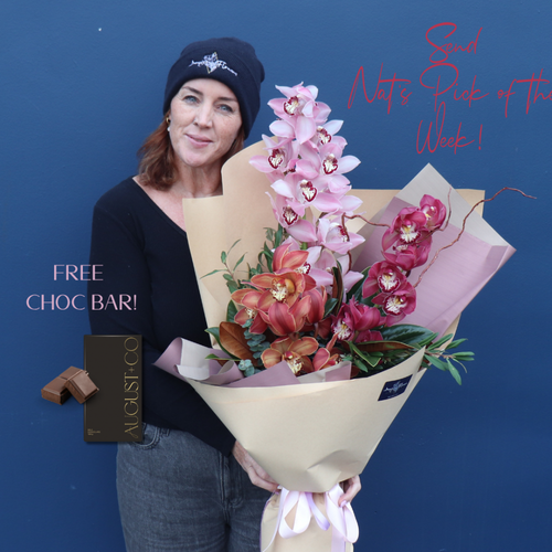 BEST BUY | Classy Cymbidium