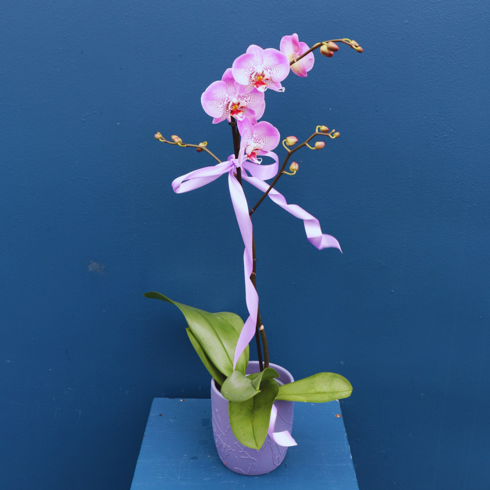 Plant | SPECIAL Phalae Orchid