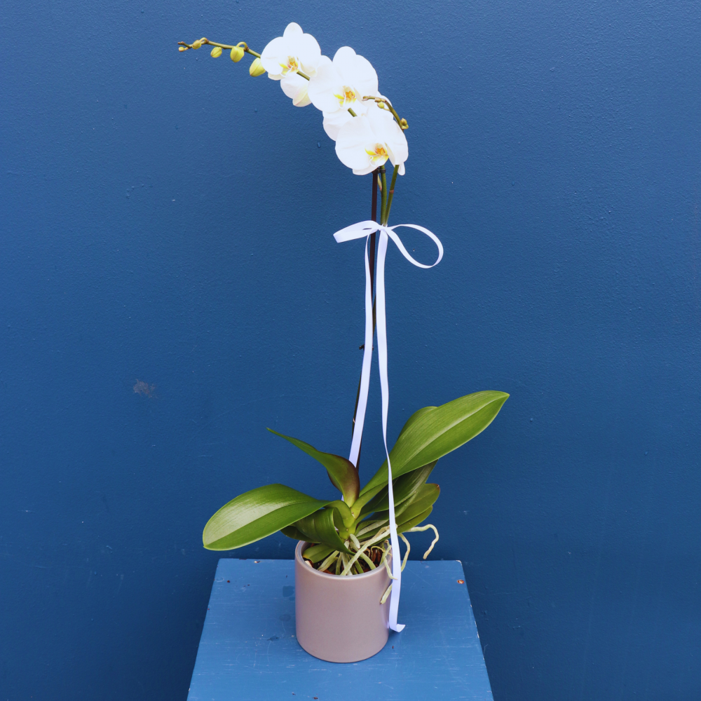 Plant | SPECIAL Phalae Orchid