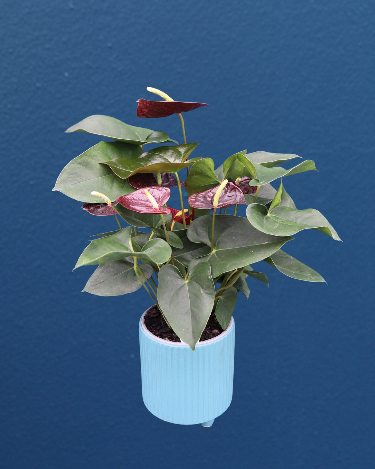 Plant | Anthurium Large