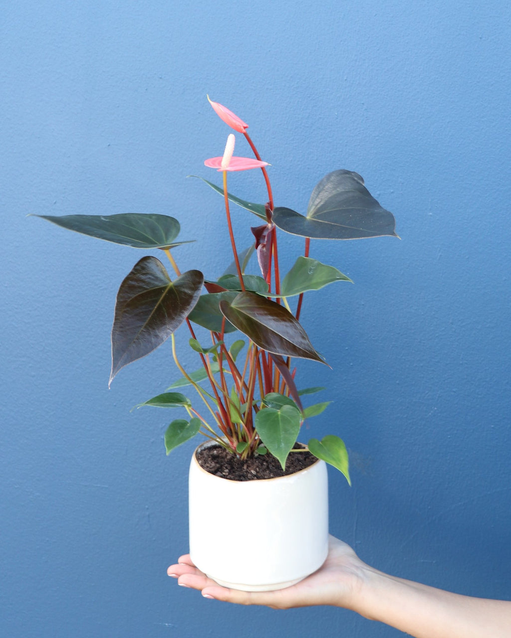 Plant | Anthurium - Standard