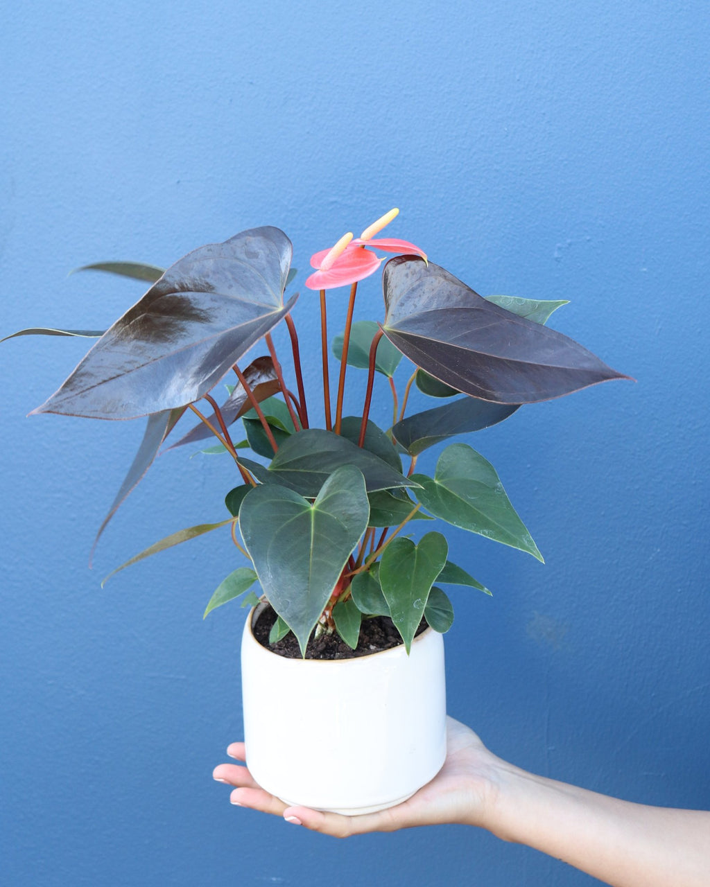 Plant | Anthurium - Standard