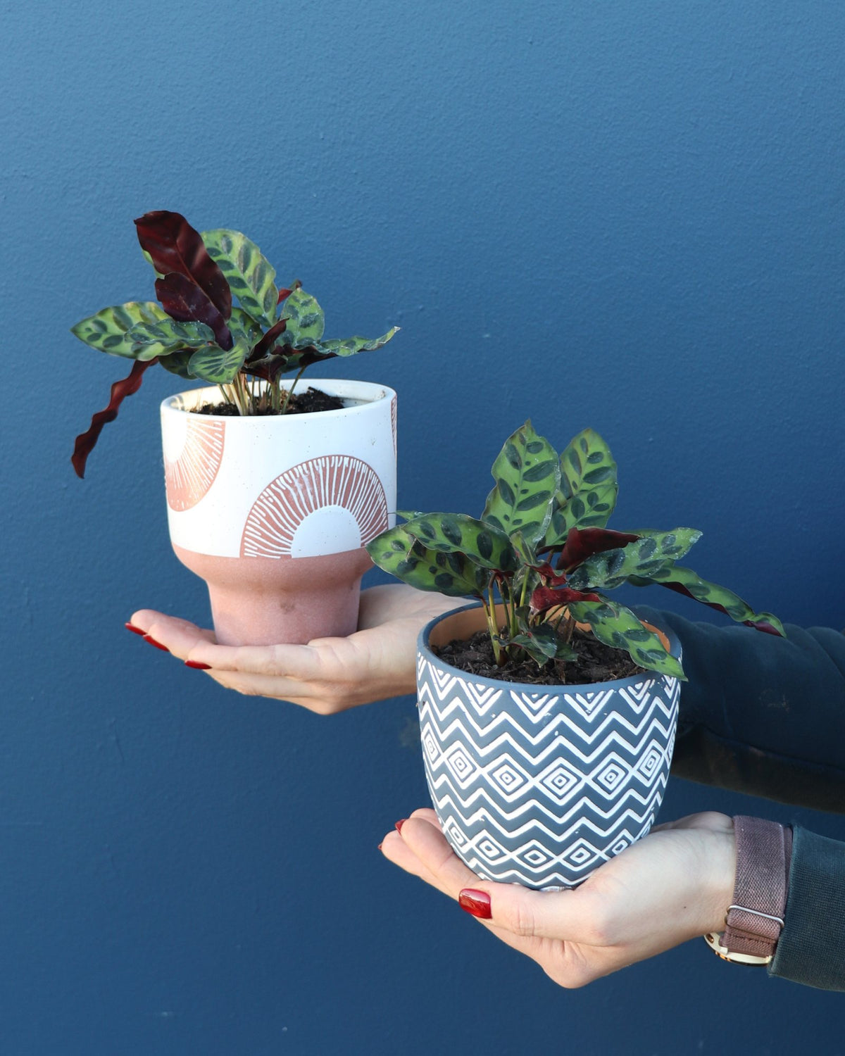 Plant | Calathea