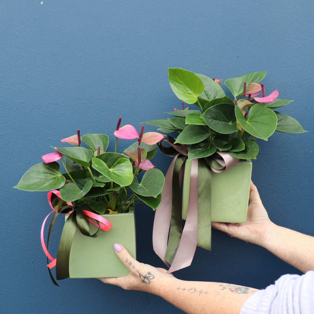 Plant | Mini Anthurium