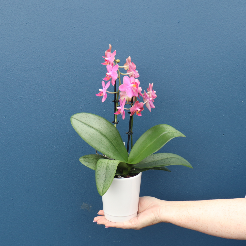 Plant | Mini Phale Orchid