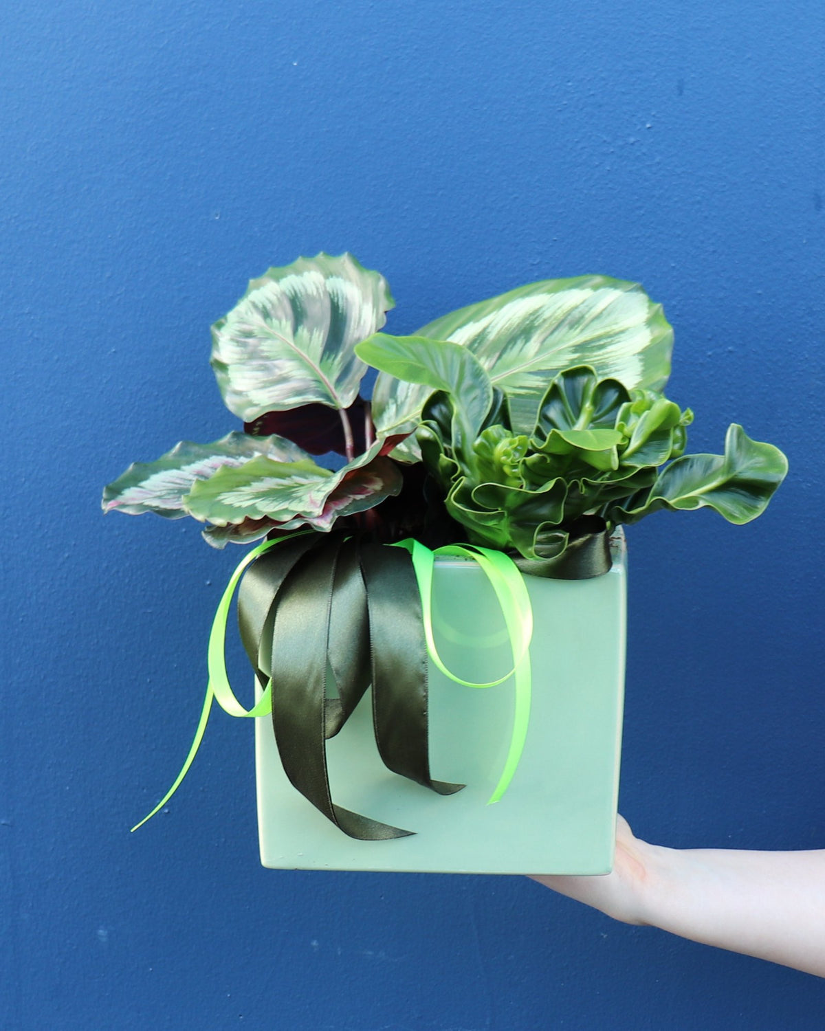 Plant | Lush Foliage