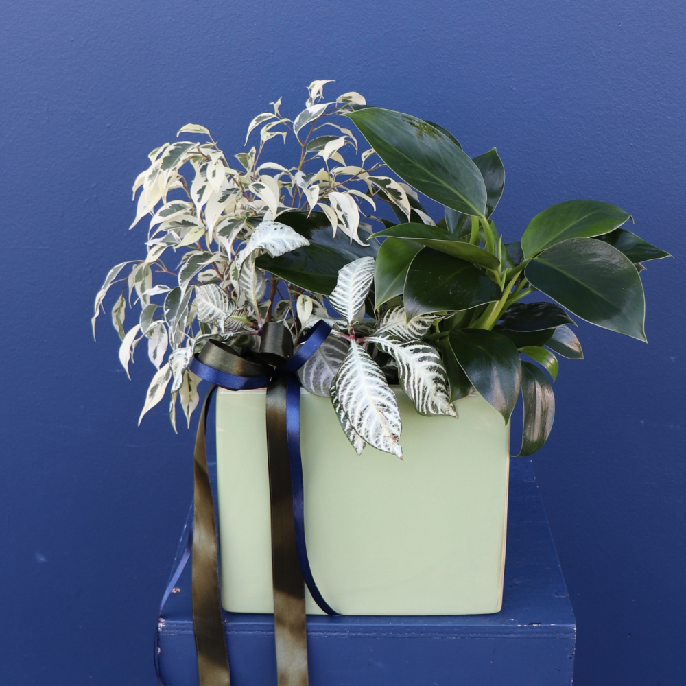 Plant | Mixed Ceramic