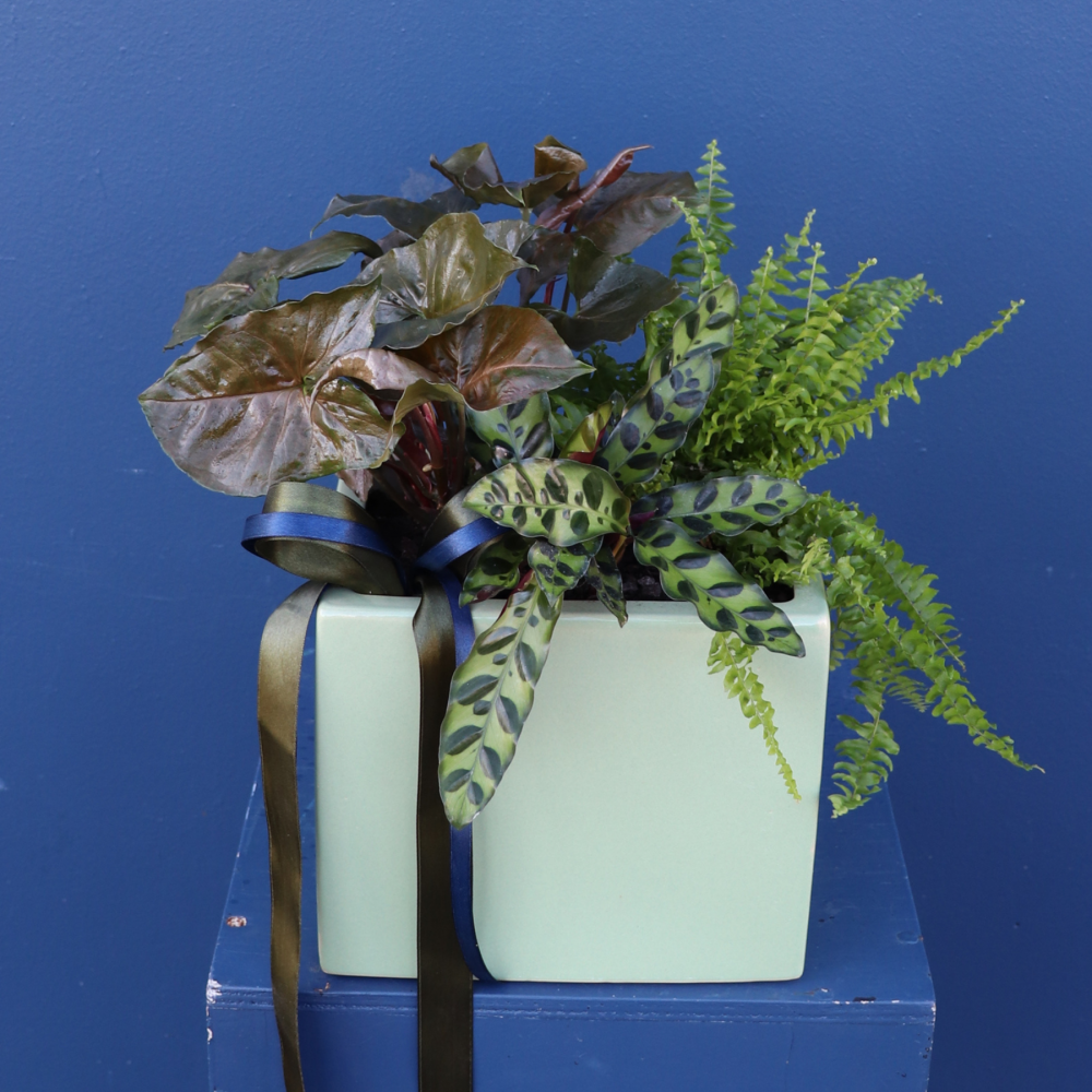 Plant | Mixed Ceramic