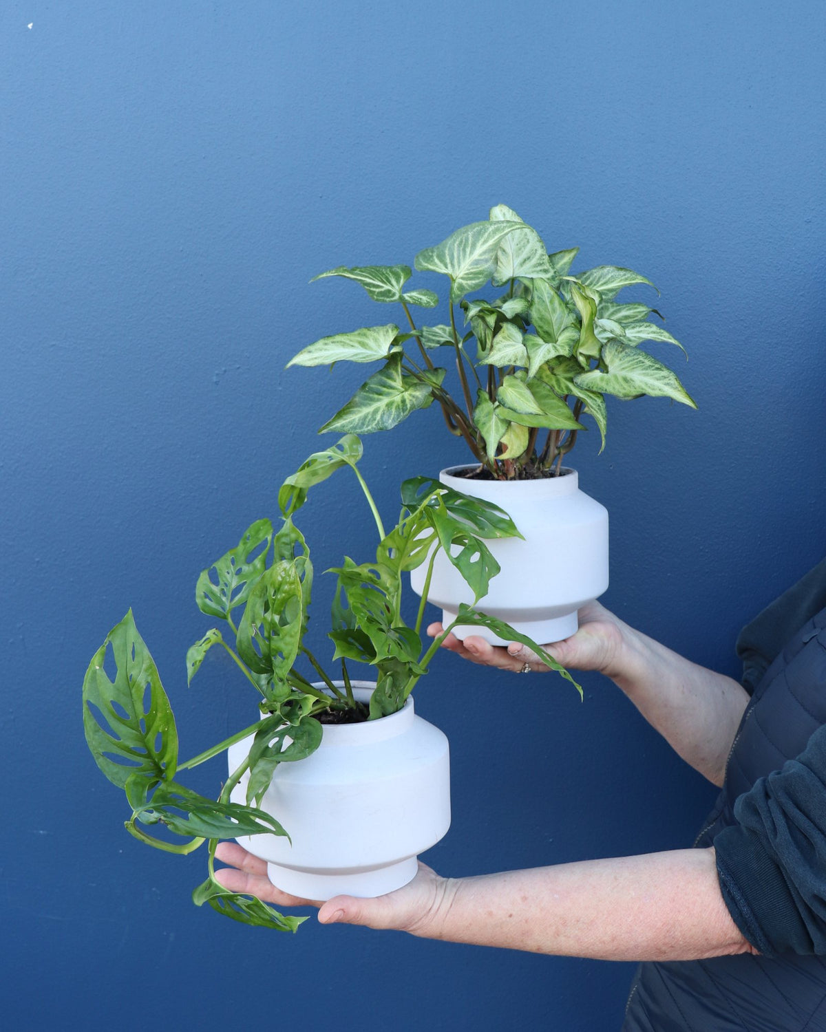 Plant | Mixed Trailing