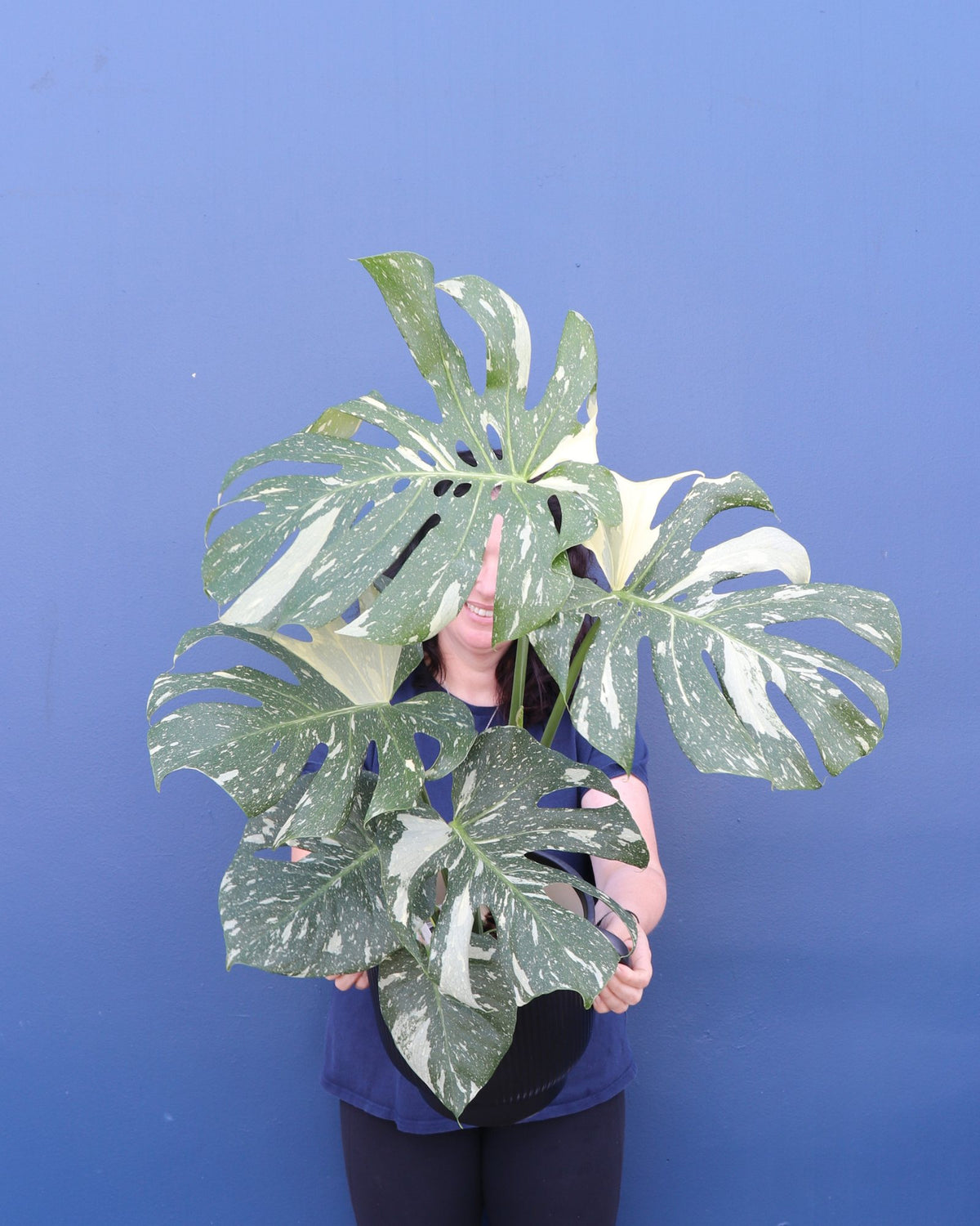 Plant | Monstera Thai Constellation