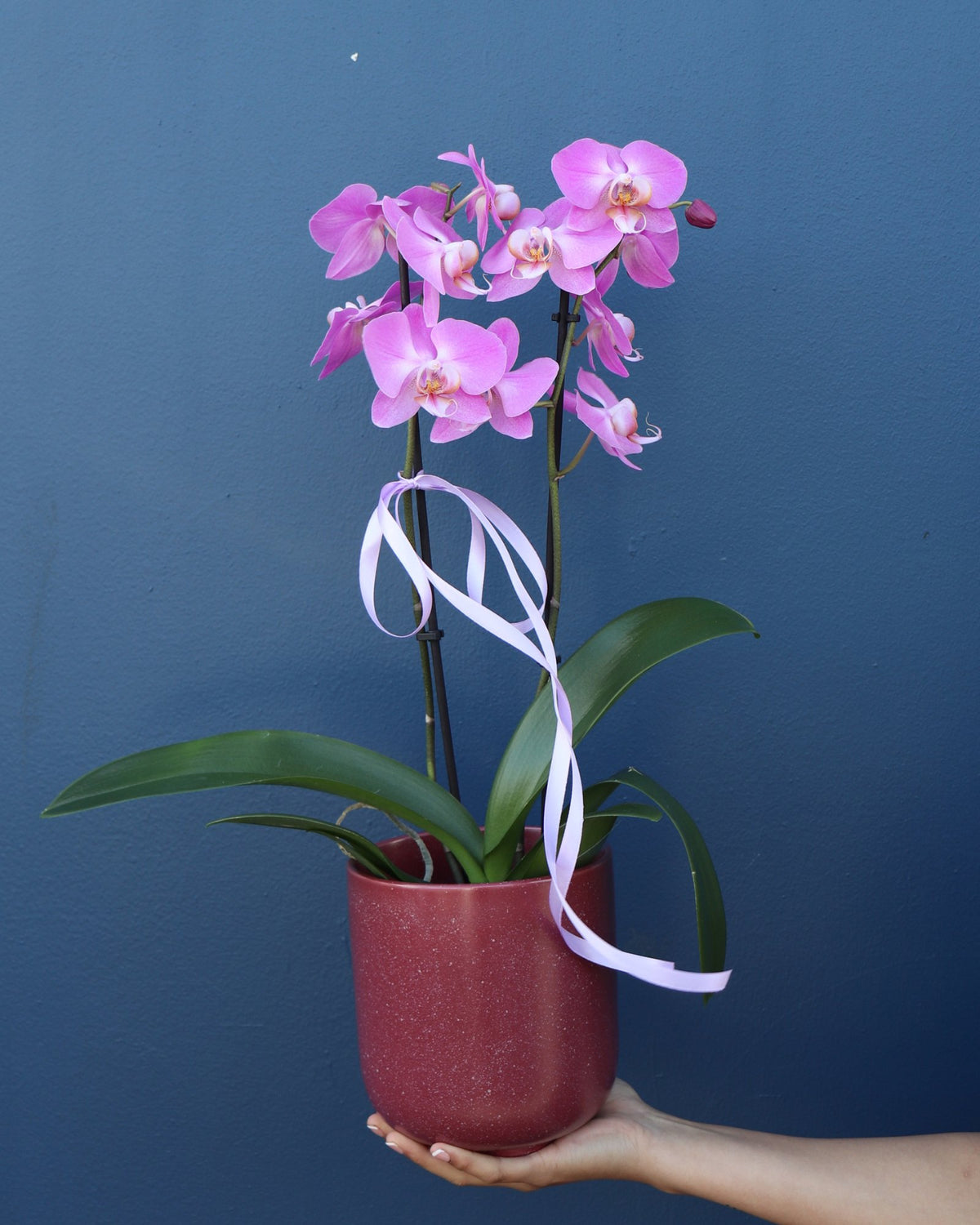 Plant | Phalae Orchid Standard