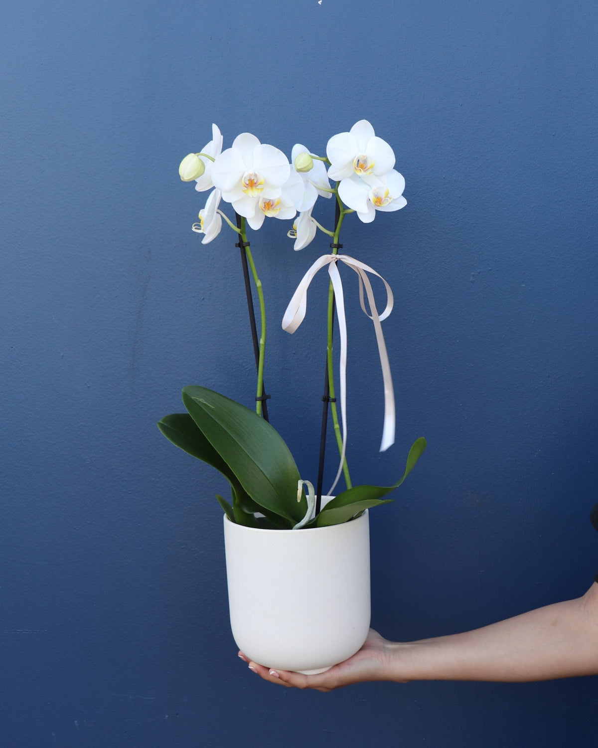 Plant | Phalae Orchid Standard