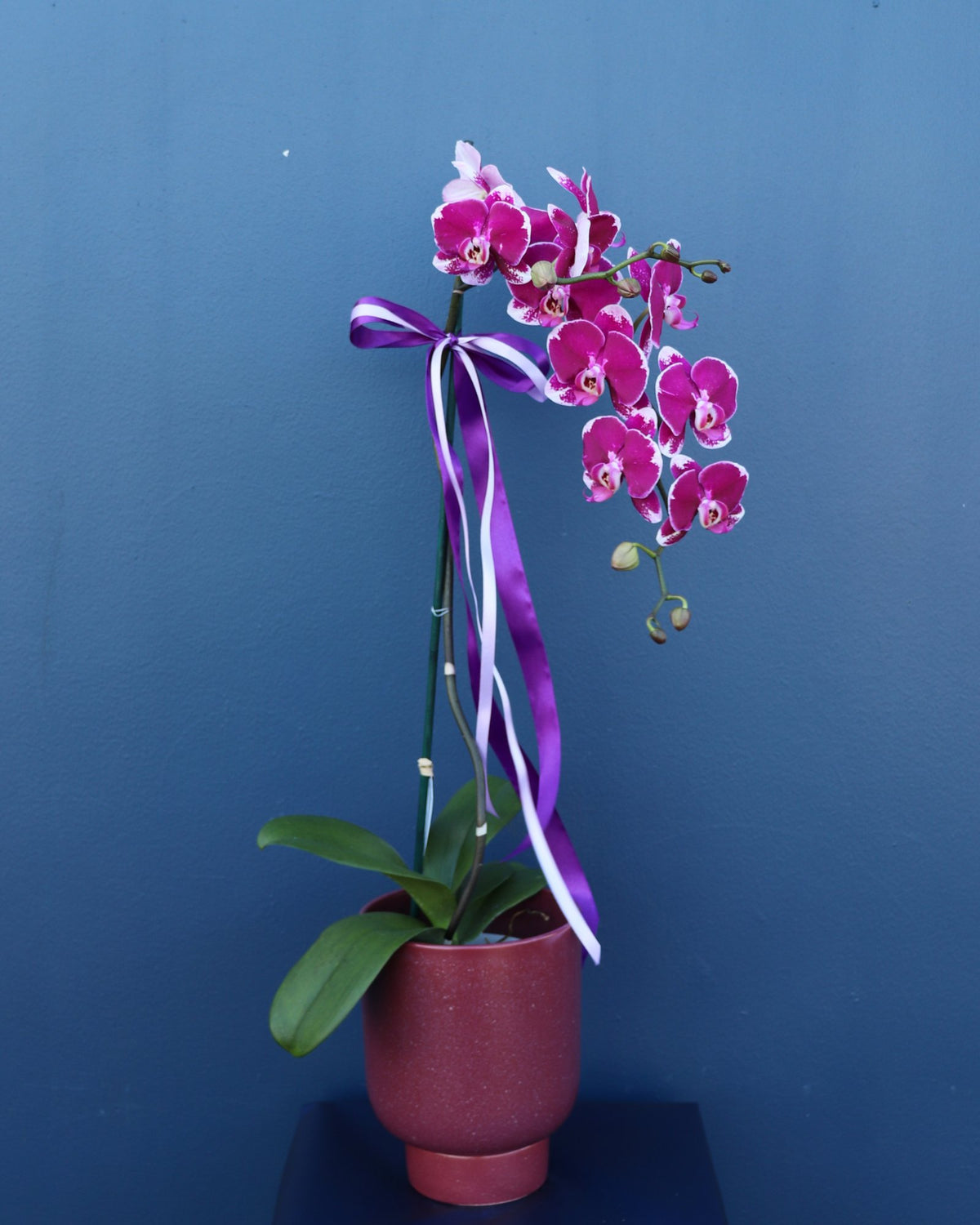 Plant | LUXE Phalae Orchid