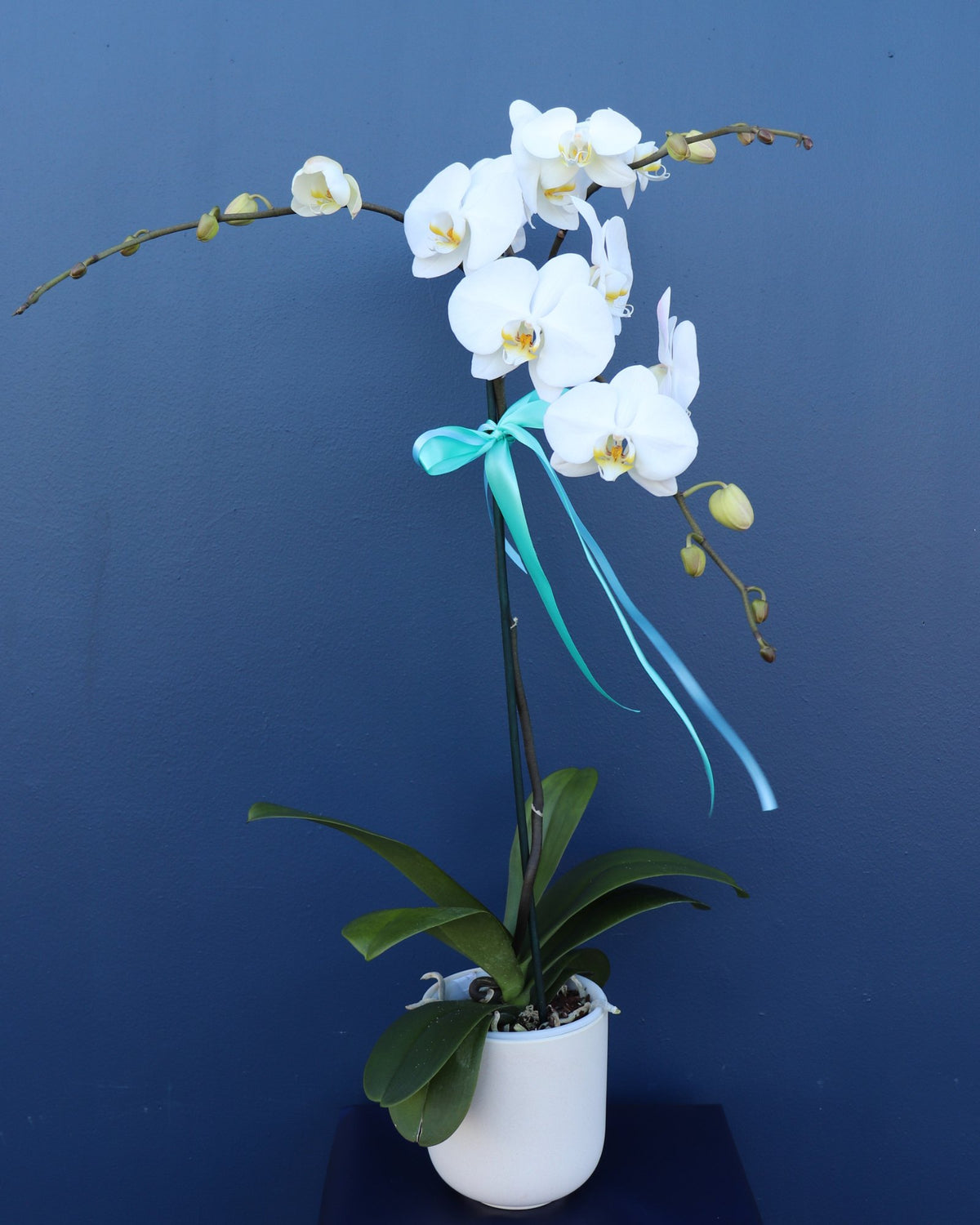 Plant | LUXE Phalae Orchid