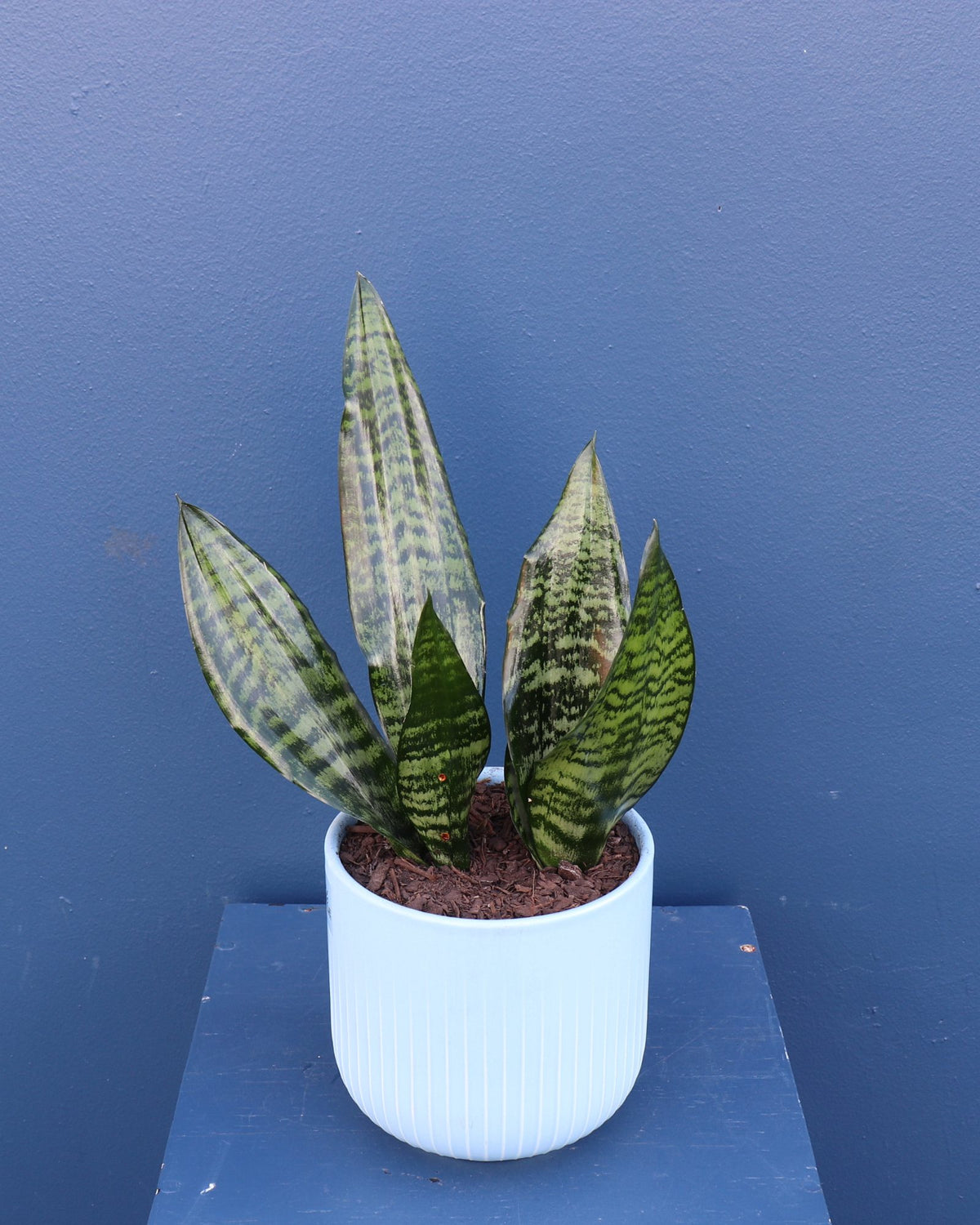 Plant | Snake Plant