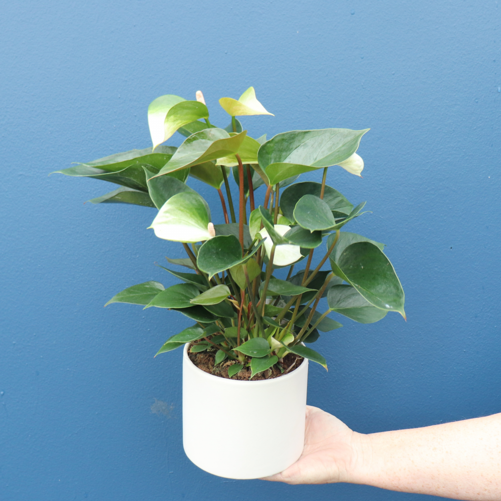 Plant | White Anthurium