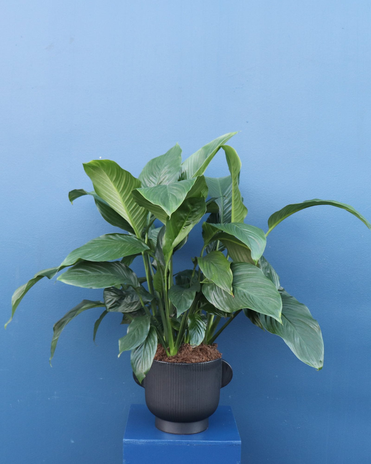 Plant | XXL Peace Lily